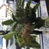 Bloomex - flowers delivered 3 days late and dead - Photo 1