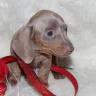 PuppyFind - he (dog breeder “nathan archer”) was selling a dog - Photo 1