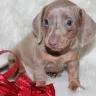 PuppyFind - he (dog breeder “nathan archer”) was selling a dog - Photo 2
