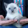 YewCats Cattery - siamese kitten
