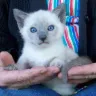 YewCats Cattery - siamese kitten - Photo 1