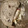 Panera Bread - sandwich