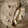 Panera Bread - sandwich - Photo 1