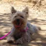 Dr. Ron's Animal Hospital & Emergency - negligence animal cruelty, animal endangerment, rudeness, and price gouging! - Photo 1