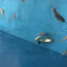 PetSmart - fishes