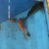 PetSmart - fishes