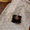 Wendy’s - single cheeseburger - Photo 1