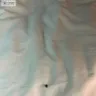 Westgate Resorts - bed bugs inside my hotel room - Photo 2