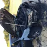 KIA Motors - engine block recall / fire - Photo 1