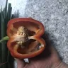 Woolworths - red capsicum - Photo 1