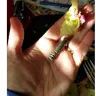 Zaxby's - had a pin in my salad - Photo 1