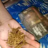 White Ox - tobacco - Photo 2