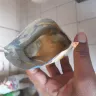 Tiger Brands - Purity prune (just squeeze and eat) - Photo 1