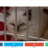 Vanillabelle Ragdolls - animal hoarding abuse neglect - Photo 1