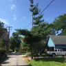 Asplundh Tree Expert - historic neighborhood tree killers - Photo 2