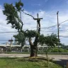 Asplundh Tree Expert - historic neighborhood tree killers