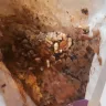 Woolworths - sun rice steamed rice - Photo 3