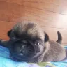 Hoobly - pug puppies for sale
