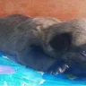 Hoobly - pug puppies for sale