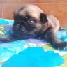 Hoobly - pug puppies for sale