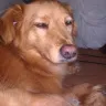 Coral Springs Animal Hospital - vet visit - Photo 1