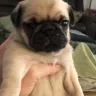 Hoobly - pugs for sale