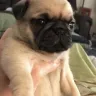 Hoobly - pugs for sale