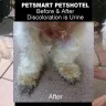 PetSmart - pets hotel