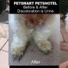 PetSmart - pets hotel - Photo 1
