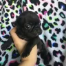 Hoobly - pug puppy transaction