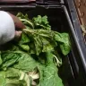 Shoprite Checkers - spinach - Photo 2