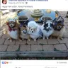 Sherrone Annette Boudreau - receiving fraudulent donations for ill pet funding and abusive breeding practice