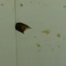 Church's Chicken - I found a cockroach egg in my cup - Photo 1