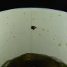 Church's Chicken - I found a cockroach egg in my cup - Photo 2