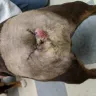 Wheelers Oak Hill Kennel - puppy - Photo 1