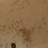 Americas Best Value Inn - jacuzzi room - Photo 2