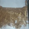 Imperial Tobacco Australia - jps eternal red tobacco 25g - Photo 1