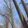 New York State Electric & Gas [NYSEG] - tree safety/power lines - Photo 1