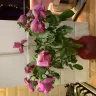 Lovely Flora World - purchased a bouquet of 12 pink roses, received 11 extremely wilted dying roses