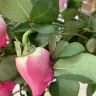 Lovely Flora World - purchased a bouquet of 12 pink roses, received 11 extremely wilted dying roses