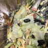 Sheetz - bug in salad - Photo 1