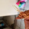 KFC - feathers in piece of chicken - Photo 1