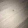 Great Wolf Lodge - bed bugs and horrible customer service - Photo 9