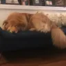 Petco - grooming - Photo 1