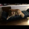 Petco - grooming - Photo 2