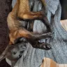 Hoobly - belgian malinois puppies ft worth - Photo 1