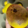 Mangozz.com - mangoes