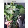 Serenata Flowers - poor flowers and appalling customer service attitude - Photo 1