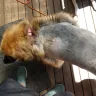 Petco - the halfway groom - Photo 1