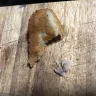 Woolworths - woolworths brand arancini balls - Photo 3
